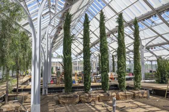 Five tall green plants being planted inside a Conservatory. 